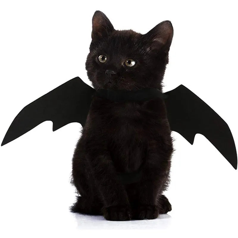 Un chat porte les ailes noires