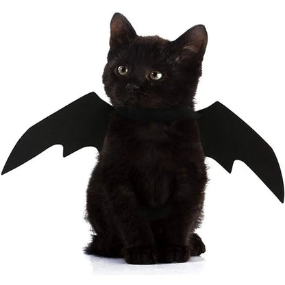 Un chat porte les ailes noires