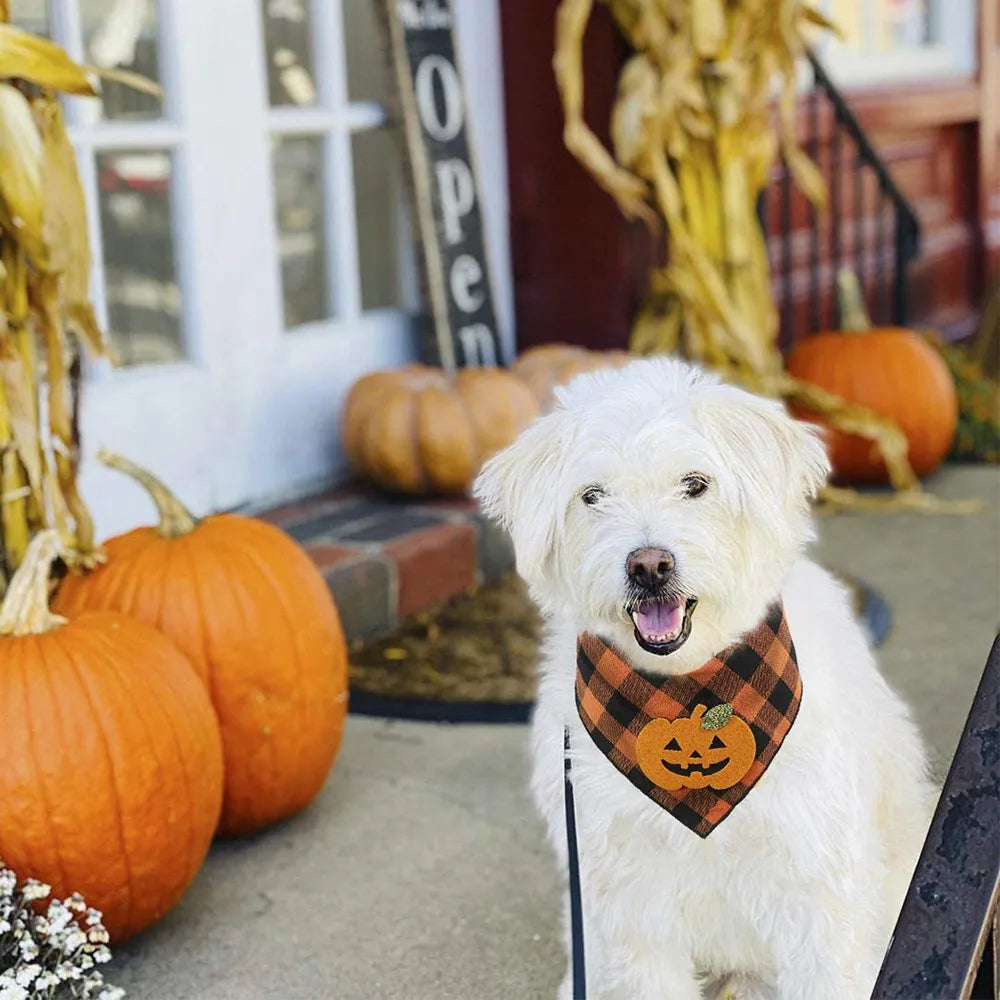 Un chien porte le bandana orange à citrouille